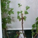 댕강댕강 이미지