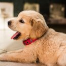 이비치 동물치과병원 이미지