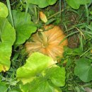 청일중기 이미지