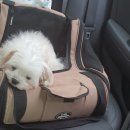 펫글뷰티 이미지