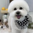 위드뚜뚜 | 우리 댕댕이, 여기서 인생 미용 찾았어요! 아산