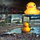 행운오리 이미지