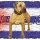 GR kennel 이미지