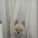 내강아지 Daum카페