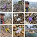 한산길 | [100대 명산 산행기] 정선 백운산(동강)(61/100) _ 2024년 4월6일