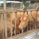 아산목장 이미지