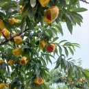 병준농장 이미지