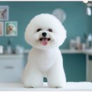 모든애견미용실 이미지