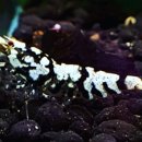 베타봉봉 이미지