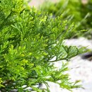 허브나무 이미지