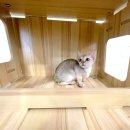 냥이의꿈 | 안성싱가푸라고양이분양 okdog에서 꿈에 그리던 냥이 만난 후기