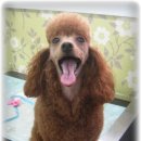 이쁜포리 이미지