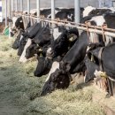 석영목장 이미지