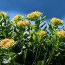 아 백두산 이미지