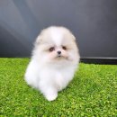 해피애견 이미지