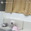 댕이의하루 이미지