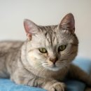 관양동물병원 이미지