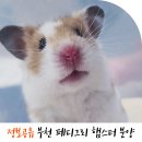 미니펫스쿨 | 부천 페디그리 햄스터 분양 가족이 생겼어요!