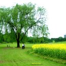 버드나무 이미지