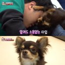 애정농장 이미지