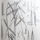 담상 이미지