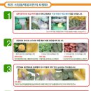 원조신당동떡볶이