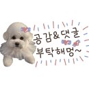 댕키친 네이버블로그