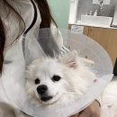 리베동물메디컬센터 | [공지] #리베동물메디컬센터 솔직 방문 후기