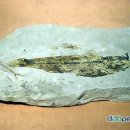 화석[fossil,化石] 이미지