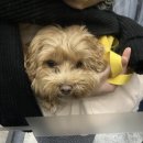 프리댕 | 땅콩이 놀게해주기 [초지역 얼렁오시개]