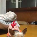 링링상회 네이버블로그