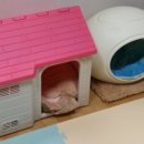 짱구 애견 하우스 이미지