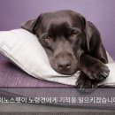 펫이좋아 이미지