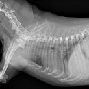 원스동물병원 이미지