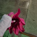 (주)세라젬반포점 | 블챌 일상 (서촌, 스타벅스샌드위치, 흠뻑쇼, 베이킹)