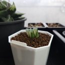 대옥농장 이미지