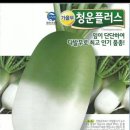 김장무(청운플러스무)씨앗 나눔합니다. 이미지