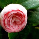 강아지 대공원 이미지