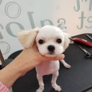 리리 펫살롱 이미지