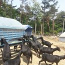 도니 친환경 목장 네이버블로그