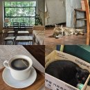 그린노마드 | 부산 고양이 카페 그린노마드 수영구 빈티지 감성카페
