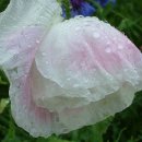 어두육미 이미지