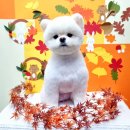 예쁘다 펫살롱 이미지