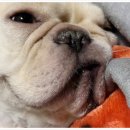 기분좋은 동물병원 이미지