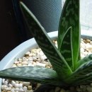 보리수식당 이미지