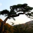 소나무리조트 이미지