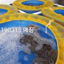 목포산낙지 이미지