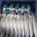 7월 22일(월) 목포는항구다 생선카페 판매생선 [ 자반고등어(냉동) / (건조)참가자미, 민어 ] 이미지