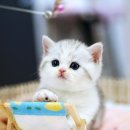 강남 고양이 분양 캣프렌즈 이미지