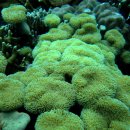산호 이미지
